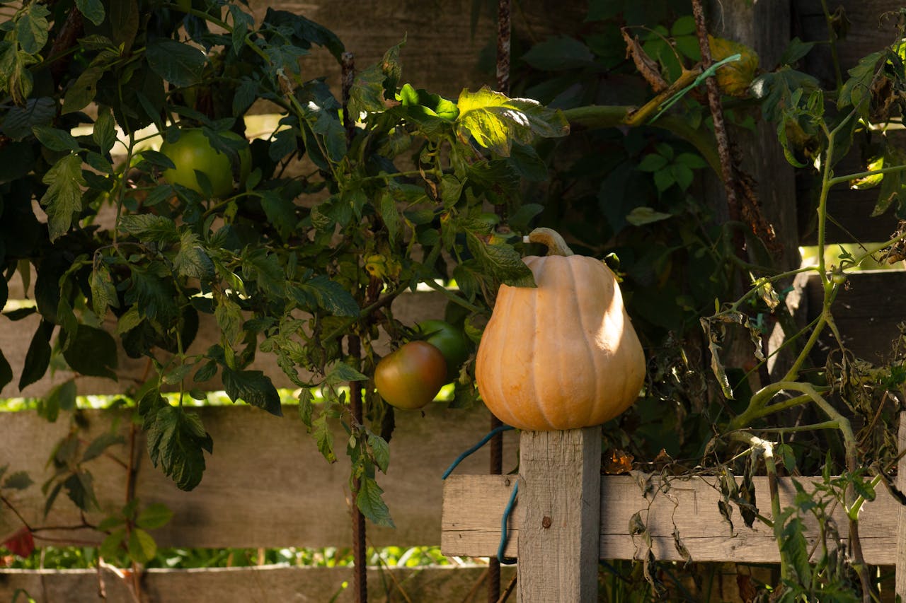 Pumpkin and tomatoes growing in a rustic garden setting, evoking a warm autumn feel.