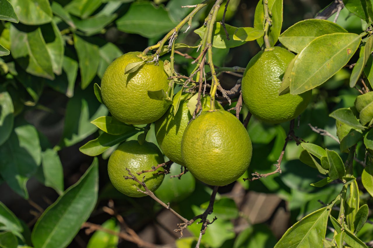 Cluster of green lemons hanging on tree branches with lush leaves in a sunny garden.